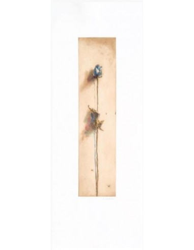 Le rose di Camilla blu