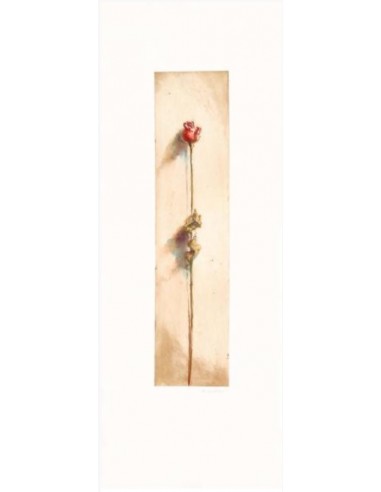 Le rose di Camilla rossa